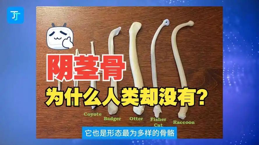 首度捧起新民晚报国际赛女子组冠军!七宝中学的队员,有着这样的理想